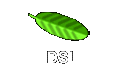 DSL